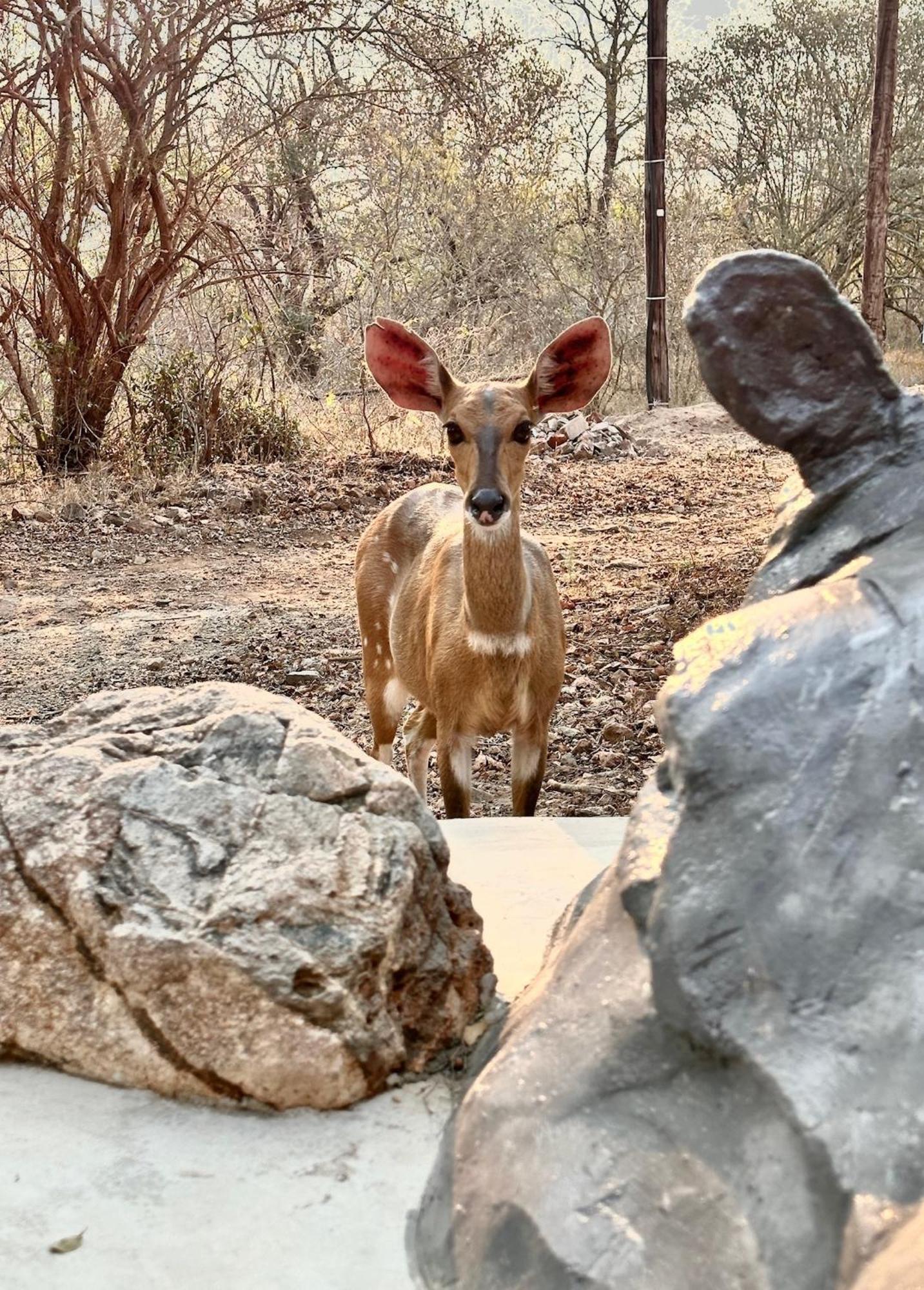 Jackals Dream - Self Catering Villa Bordering Kruger National Park Марлот Парк Екстериор снимка