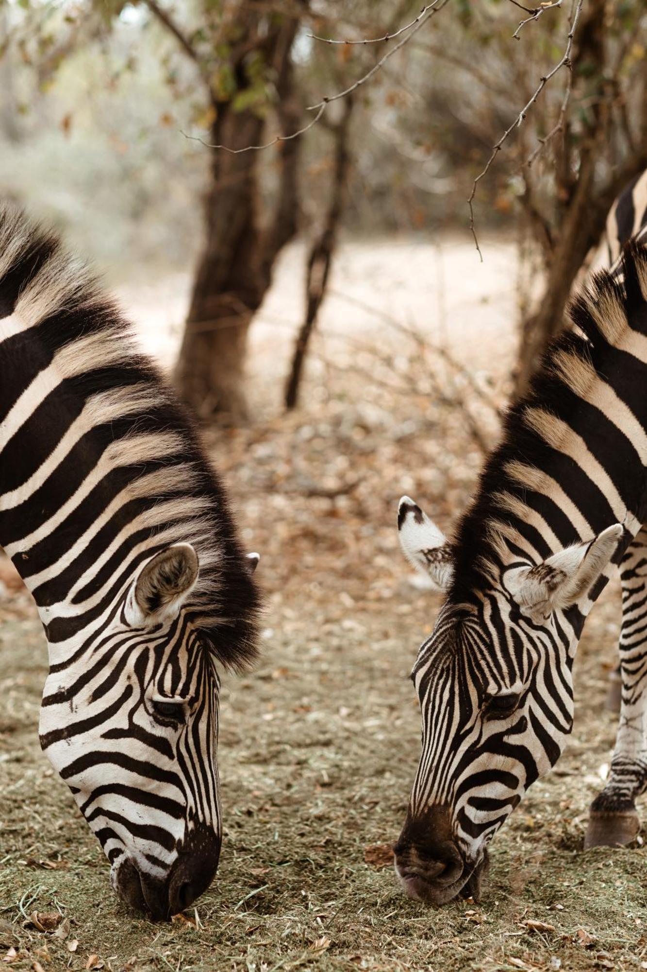 Jackals Dream - Self Catering Villa Bordering Kruger National Park Марлот Парк Екстериор снимка